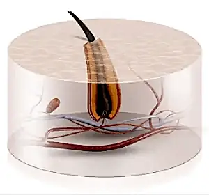 До процедуры лазерной эпиляции